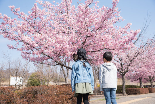 桜を見つめる子供