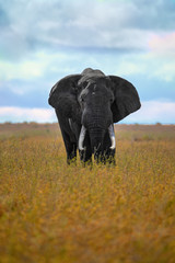 Obraz premium Big Elefant