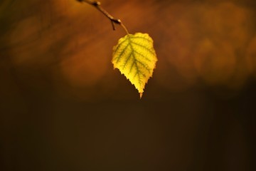 Shiny autumn birch leaf on a branch, blurred natural background.