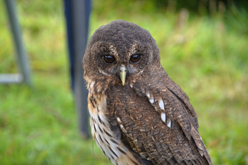 Owl