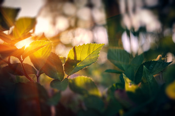 Obraz premium Birch leaves (Betula pendula) branches, bokeh background. Nature sunset background. Medicinal plant.
