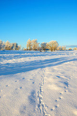 Fototapeta na wymiar Animal tracks in the snow in a field