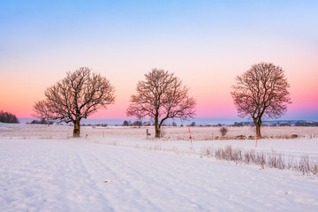 Sunrise with a trees in a rural winter landscape