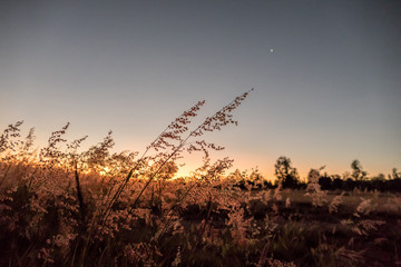 sunset in the field