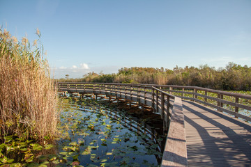 Anhinga Trail Everglades