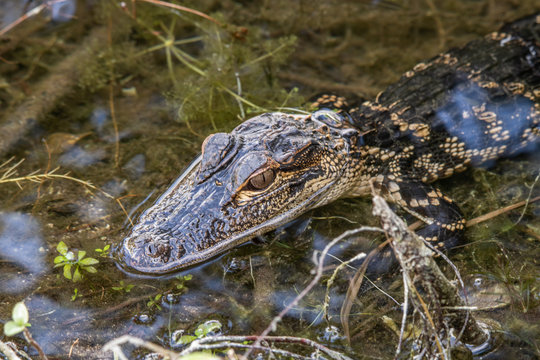Kleiner Alligator am Anhinga-Trail