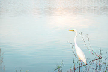 Egret stand waiting for fish come up on the grass sinking in water near the lake with sunlight reflection to show blue sky on water surface