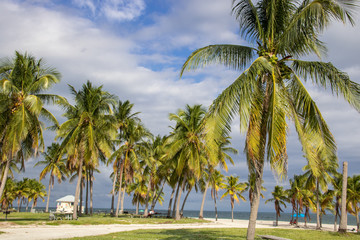 Fototapeta na wymiar Palmen in Key Biscayne