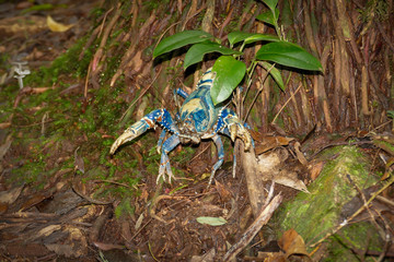 One very angry Lamington Spiny Crayfish from Lamingron national park, queensland, australia
