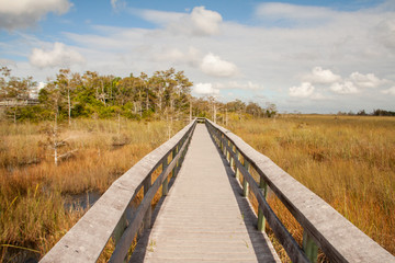 Obraz premium Boardwalk in den Everglades