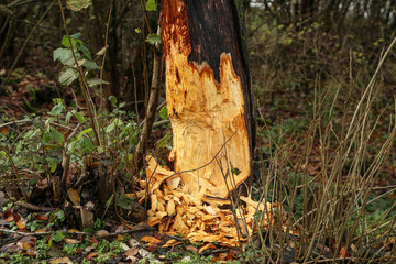 Work of a beaver in forest - A tree is gnawed off