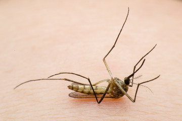 Mosquito  on human skin