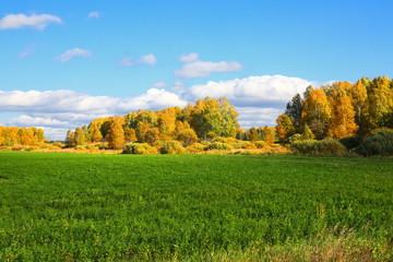 A spacious green meadow under a blue sky. Autumn landscape with yellow trees and green grass. Trees illuminated by sunlight surround a green field.