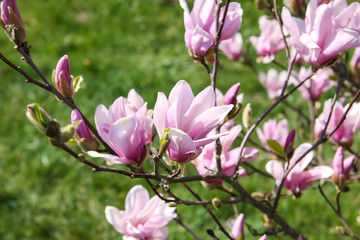 Fototapeta na wymiar Beautiful spring magnolia tree blossom in park