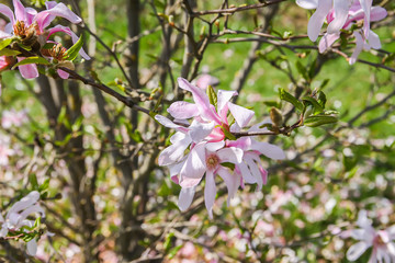 Beautiful spring magnolia tree blossom in park