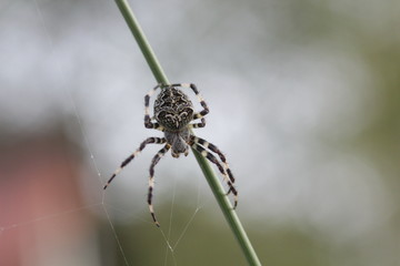 spider on its web