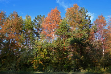 Obraz premium A mixed forest of coniferous and deciduous trees is illuminated by the rays of the sun against the blue sky. Trees with multi-colored foliage on a sunny autumn day