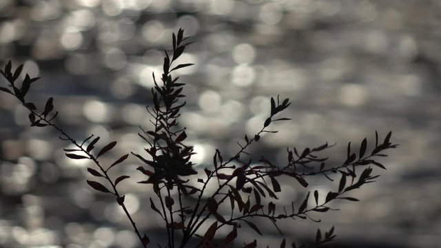Amazing slow motion of waving willow bush on defocused ripple water surface with low sun reflection. Lyric beautiful background. Romantic vibrant scene with excellent play of light on river bank.