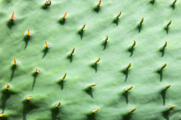 Opuntia cactus leaf, as natural background, texture.