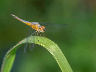 Naklejka premium Close-up a Greater Grey Skimmer resting on green blade leaf with nature blurred background.