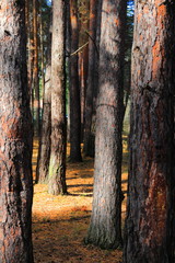 The trunk of coniferous trees in the forest is illuminated by light sunlight. The rays of the sun illuminate the brown trunks of the trees. Smooth cylindrical surfaces. Autumn forest.