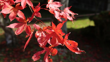 彗日寺で紅葉