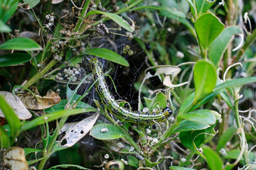 Cydalima perspectalis called also as the box tree moth
