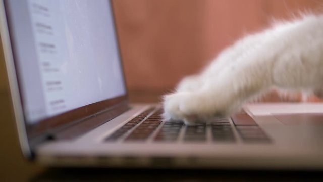 cat paws with pink pads surf internet on laptop side view
