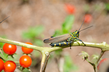 Cricket in a tomato branch