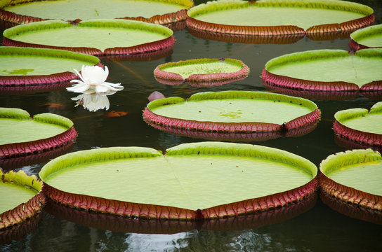 View of leafs and flower of a Victoria amazonica (Vitória-régia) in water