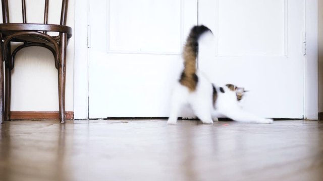 Adorable Cat Chases Red Laser Pen On Floor Low Angle Shot