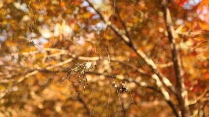 紅葉散策
