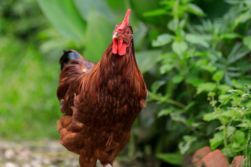 Rooster, Local Cock 