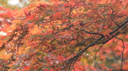 日本の秋景色