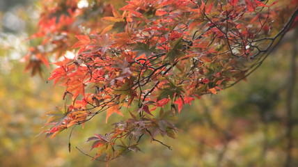 日本の秋景色