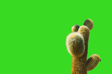 Fototapeta na wymiar Big green cactus close up on the neon green background