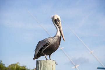 Pelikan in Florida