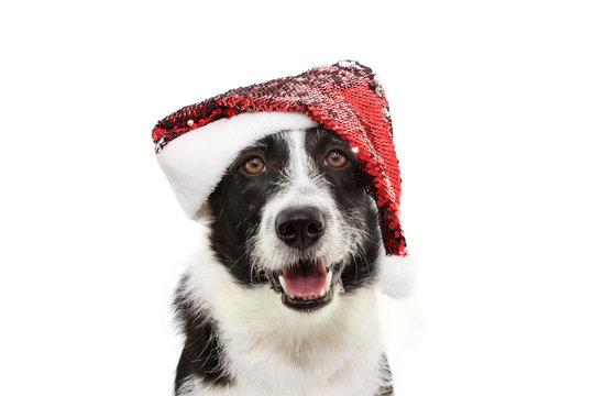 border collie dog celebrating christmas holidays wearing a red santa claus hat. Isolated on white background