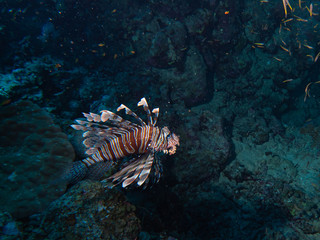 Lionfish