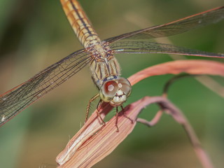 Close-up a scarlet skimmer or ruddy marsh skimmer or Crocothemis servilia dragonfly resting on dry branch with green nature blurred background.