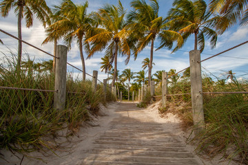 Fototapeta na wymiar Palmen am Strand von Key West