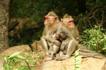 Fototapeta na wymiar Indian Monkey in Indian Jungle