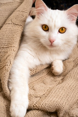 Fototapeta na wymiar adorable fluffy white kitten lies on a knitted blanket, cozy home weekends concept