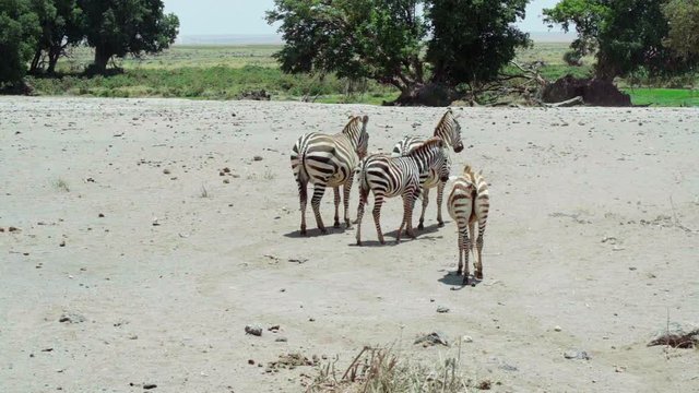 Young zebra in group poops on the grassless dirt ground in African savannah. Tsavo East National Park, Kenya, Africa. Zebra drops poo walking behind group. Full shot, slow motion.