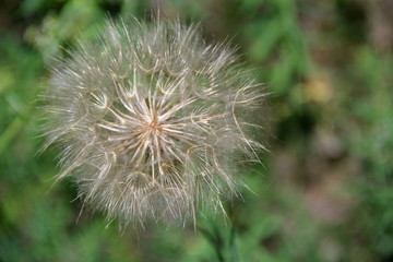 A large dandelion grew in the summer in the field