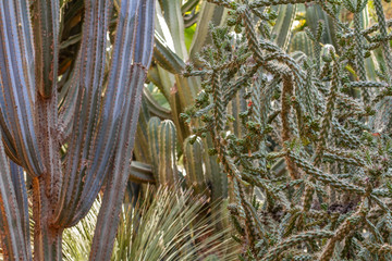 Moroccan succulent plants in a Mediterranean Garden (Marrakech)