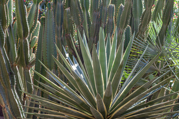 Moroccan succulent plants in a Mediterranean Garden (Marrakech)