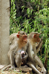 Indian Monkey Pictures
