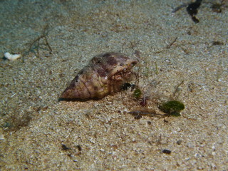 Hermit Crab on the bottom of the ocean