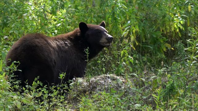 close up of a black bear chewing something at yellowstone national park in wyoming